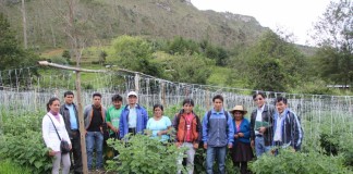 La cooperativa de los productores de tomatillo en Bambamarca