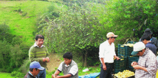 Cooperativa de productores de tomatillo