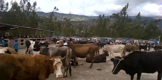Bambamarca: nueva plaza pecuaria